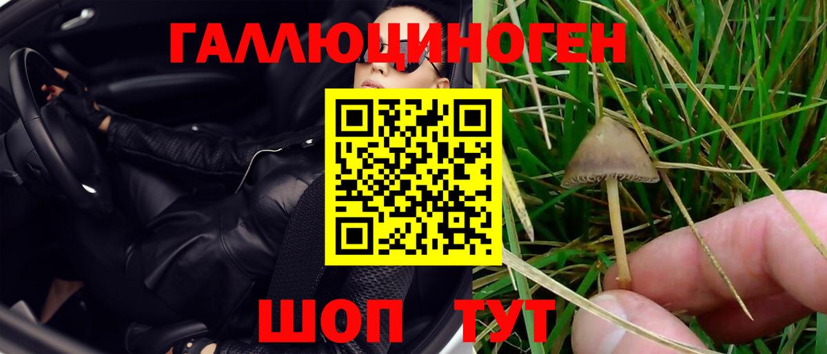 Псилоцибиновые грибы Psilocybine cubensis Черкесск